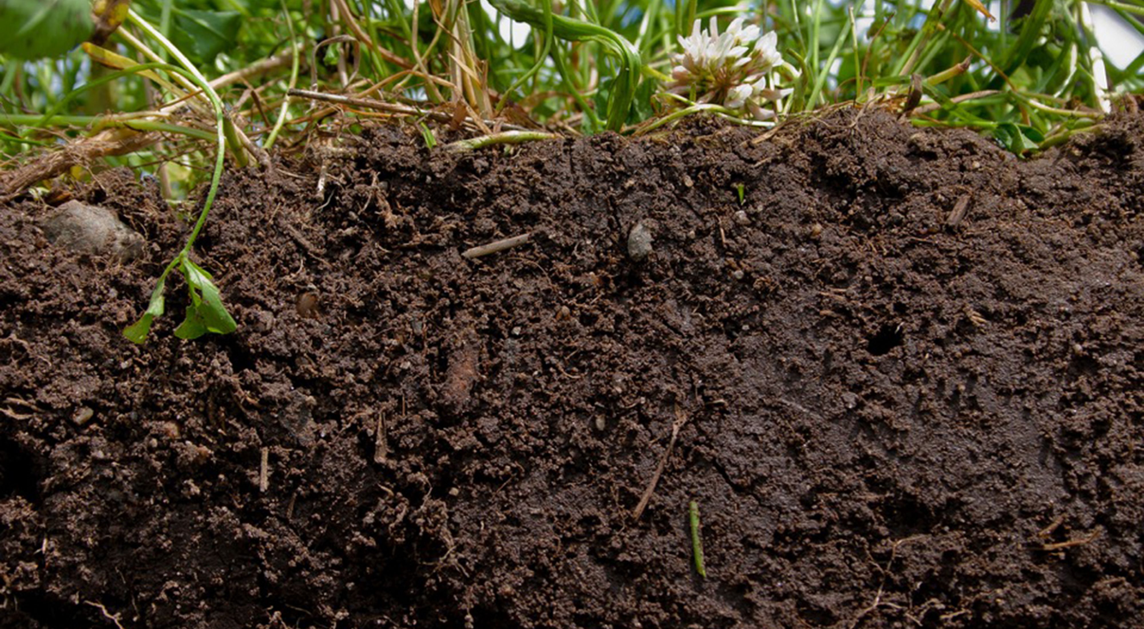 Soils host a quarter of our planet’s biodiversity.