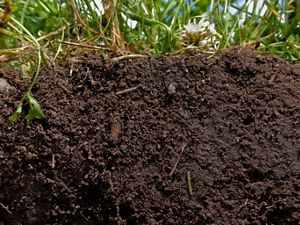 Soils host a quarter of our planet’s biodiversity.