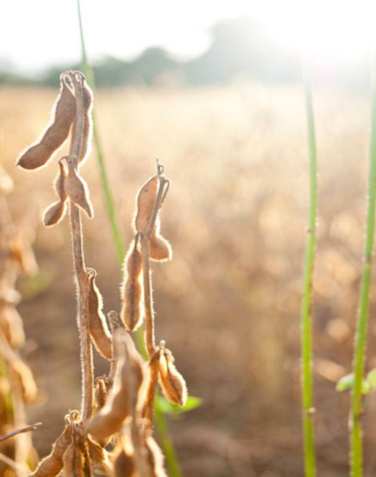 Sistemas agronómicos