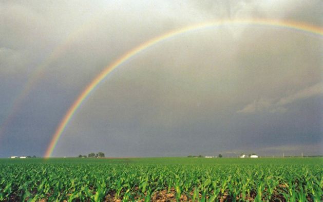 A rainbow shining over crops on a farm.
