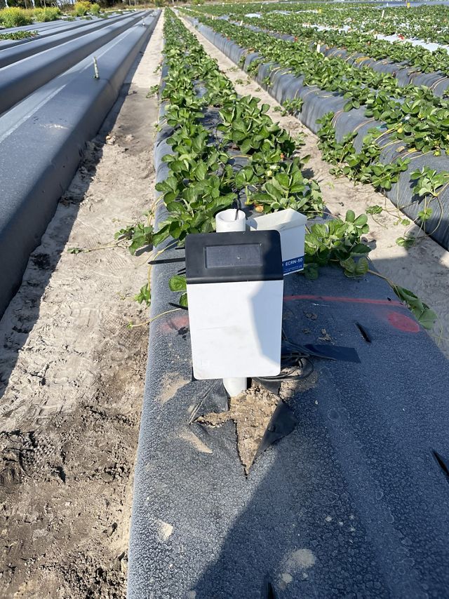 Soil moisture probe in a strawberry field in Florida. 