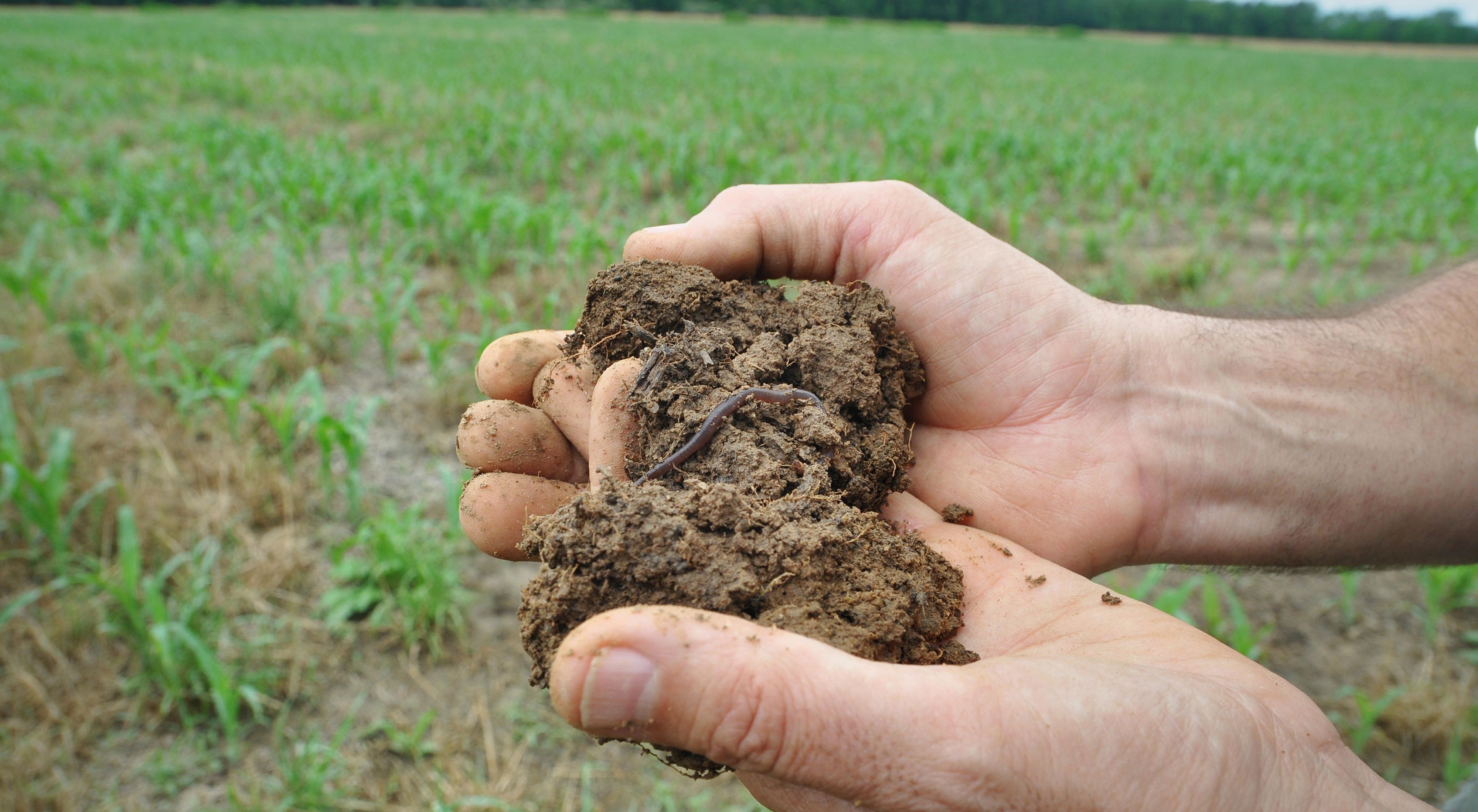 Hands in a farm field, holding soil with earthworms in it.