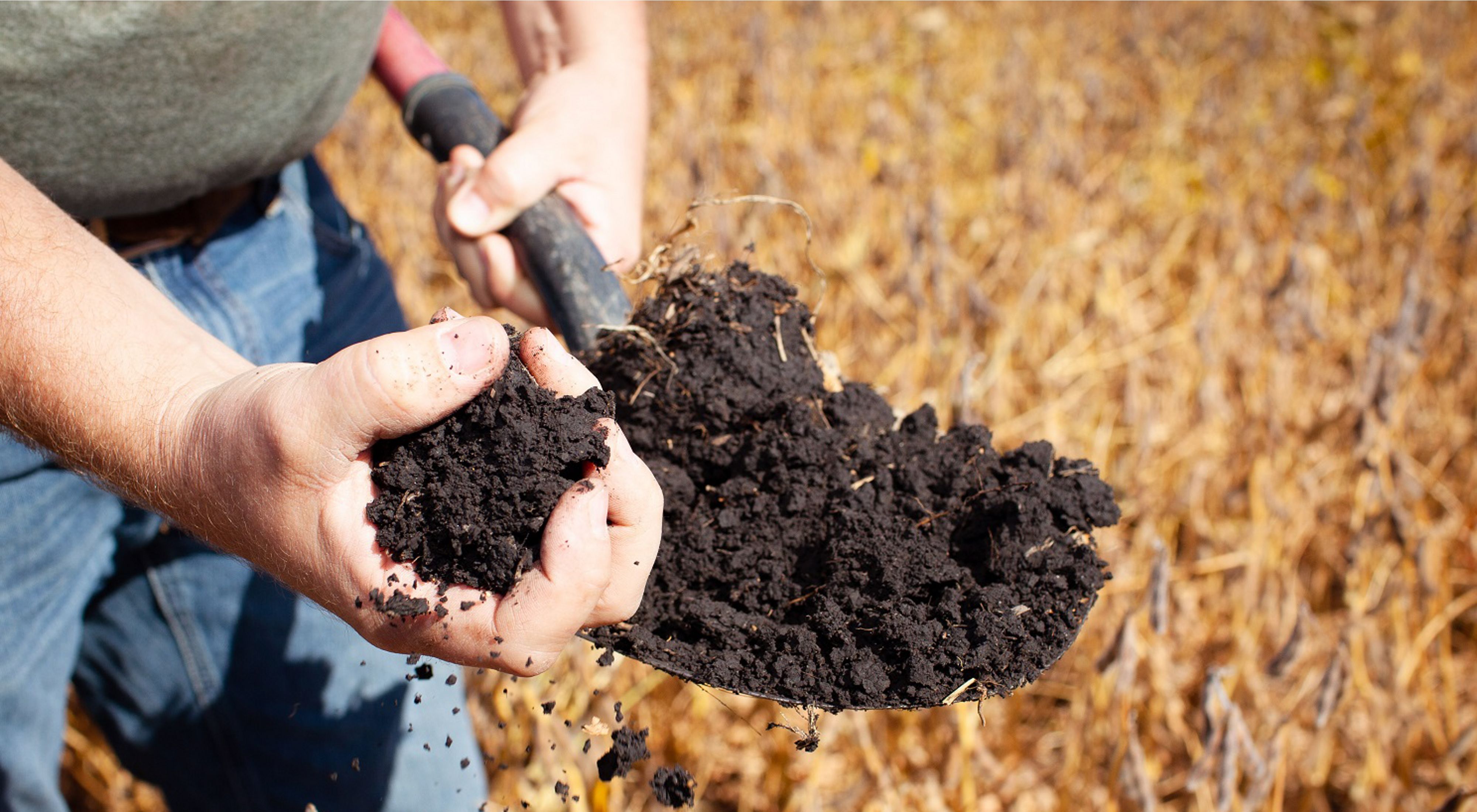 A fistful of healthy soil crumbles in a farmers hand.