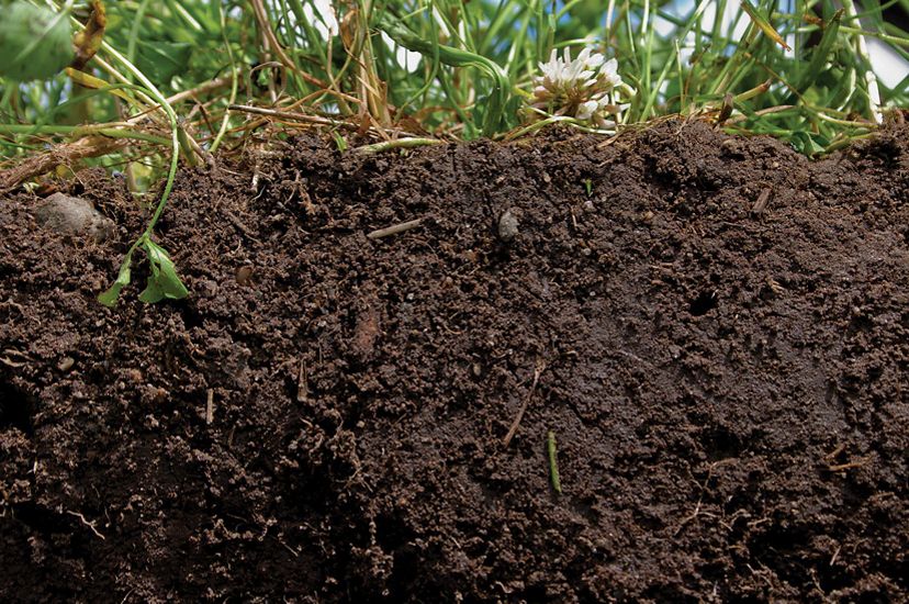 Cross section of soil
