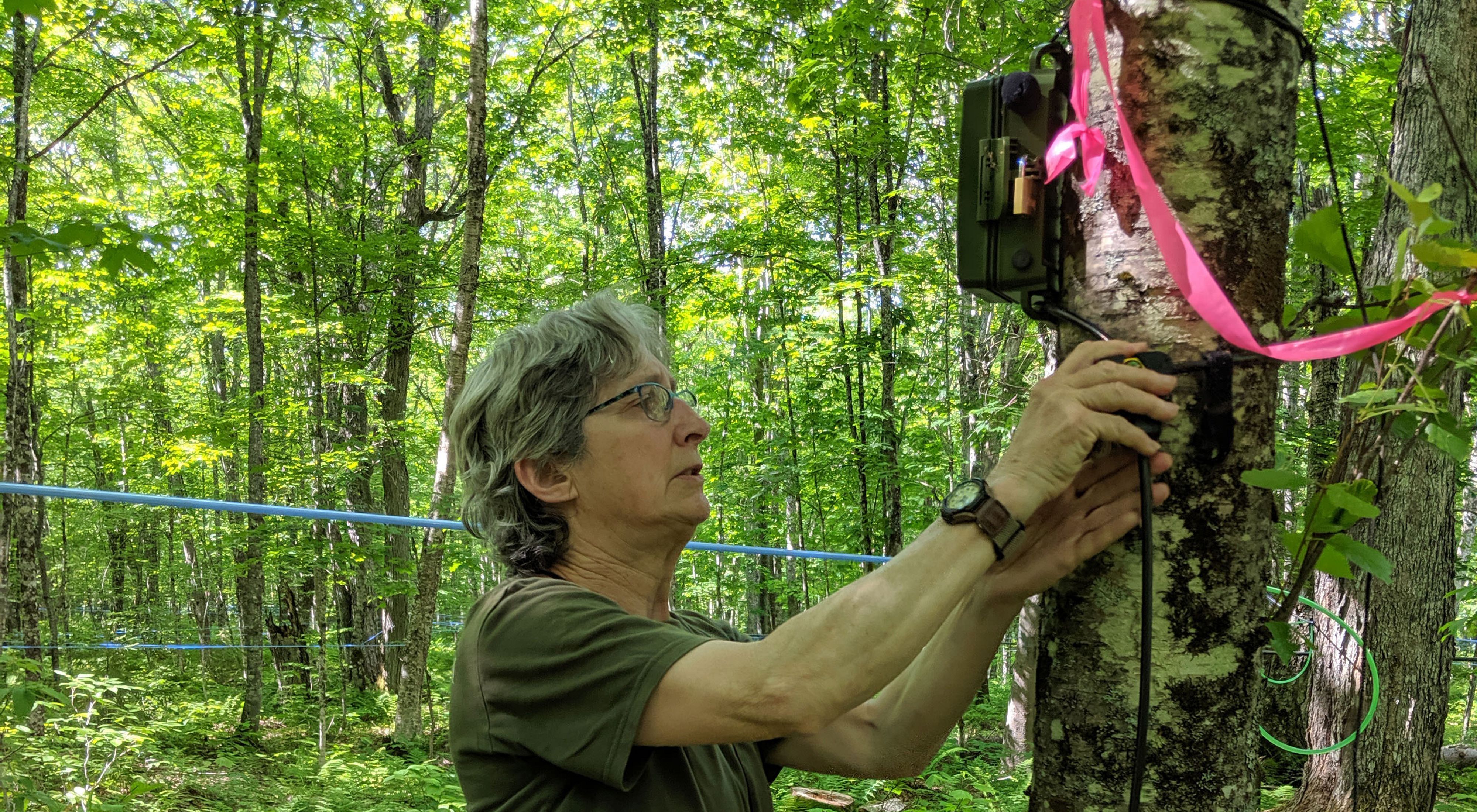 TNC scientist Nancy Sferra works with a bird song meter mounted on a tree in the forest.
