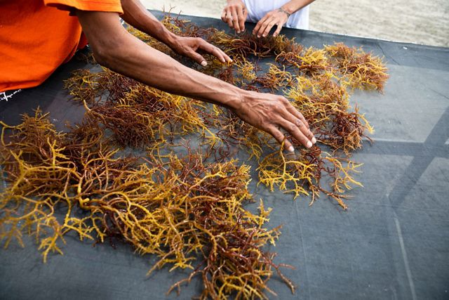 Hands sorting aquaculture seaweed harvested from Belize. 