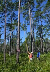 A woman with a white hat uses a long pole to reach the top of a tree. 