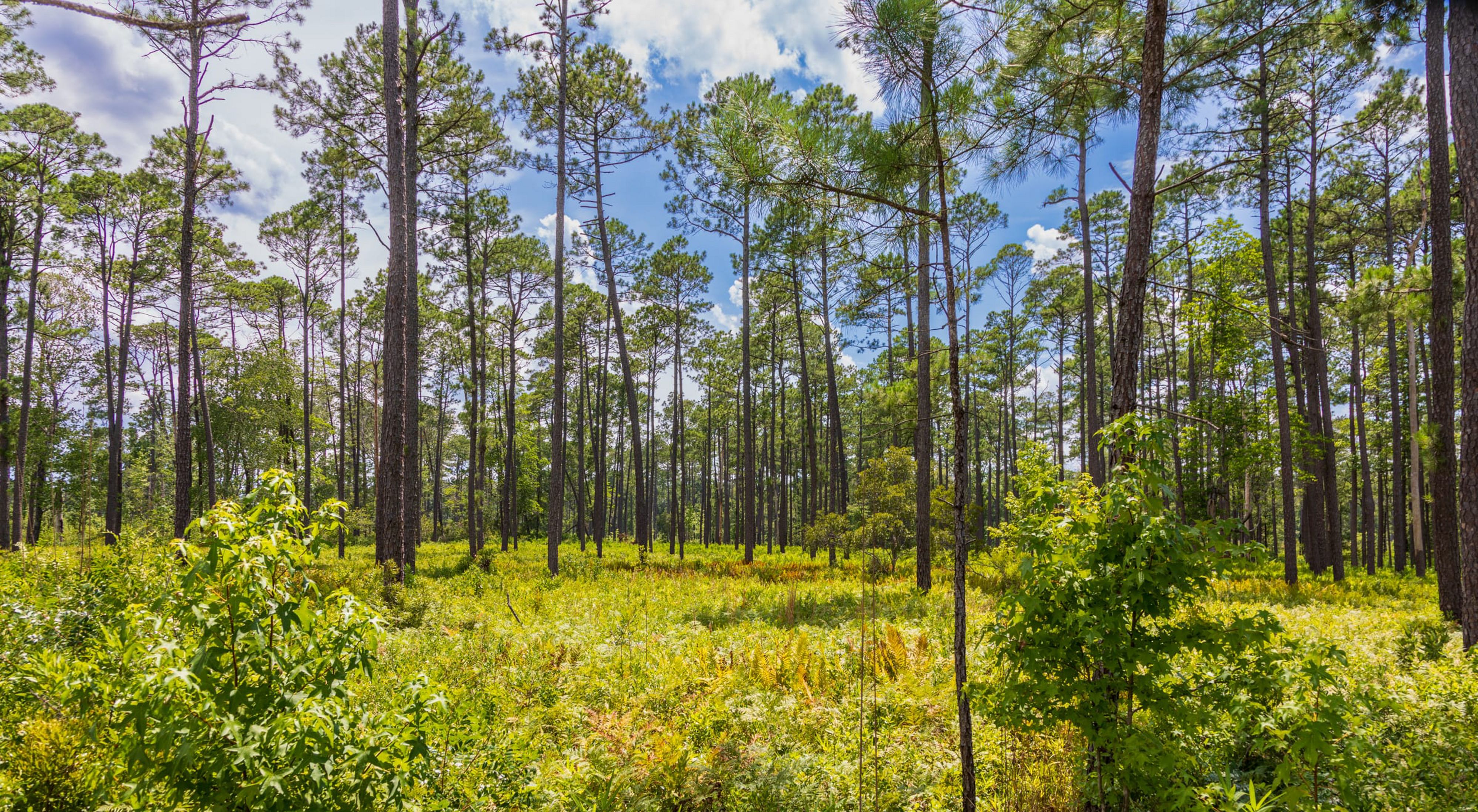 Blue skies frame a large stand of tall pine trees surrounded by grasses.