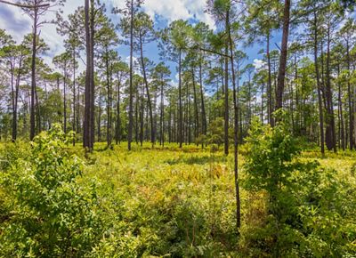 An understory of bushes and grasses fill space in between tall trees.