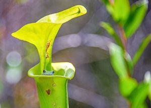 A frog peeks over the stem of a green plant.
