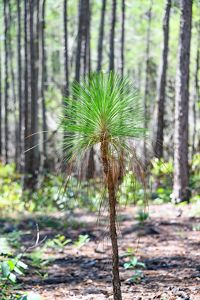 Green pine needles of a new tree sapling emerge from the forest floor.