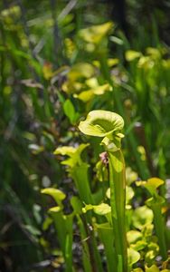 Green flowers emerge from green stems in the direction of the sun.