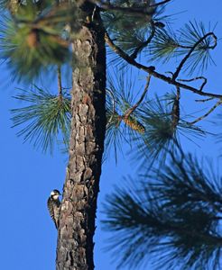 A black and white bird taps into a tree trunk for food.