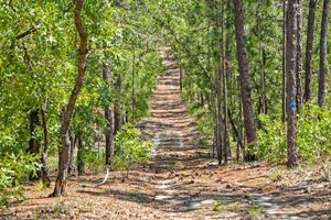 A brown path leads through a leafy forest.