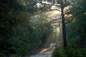 Early morning on a trail at Sandy Island in South Carolina. 