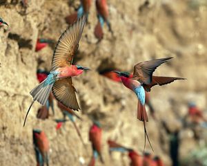 Carmine bee-eater colonies in South Luangwa National Park, Zambia.
