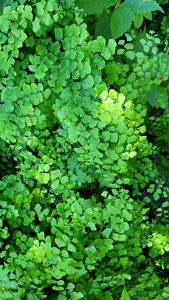 A green viney plant with fan-shaped leaves.