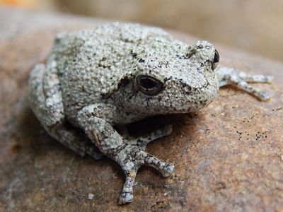 A southern gray treefrog looks toward the camera.