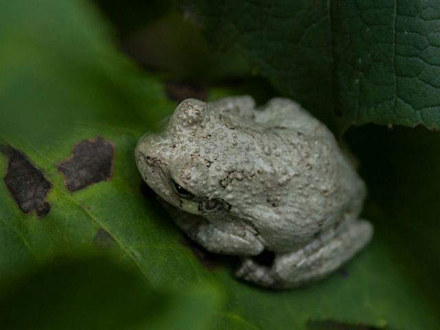 A small southern gray treefrog is sitting on a bright green leaf.