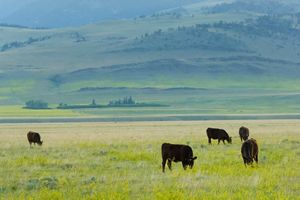 A herd of cattle grazing on a pasture.