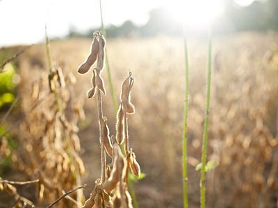 Soybeans in a field