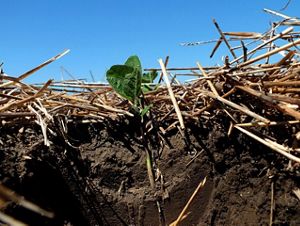COVER CROPS