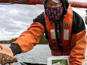 An oyster farmer wearing a mask holds an oyster in hand, showing it to the camera.