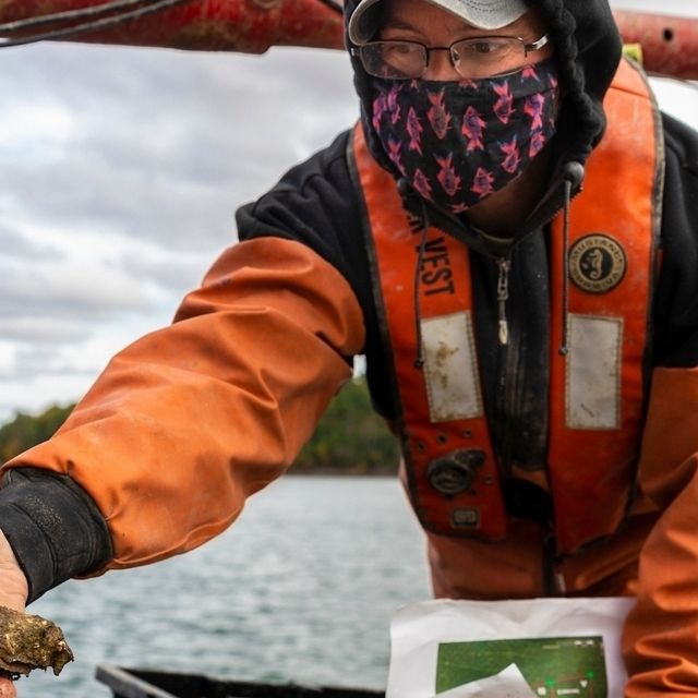 An oyster farmer wearing a mask holds an oyster in hand, showing it to the camera.
