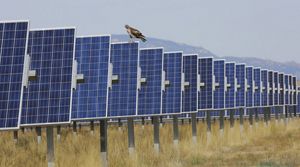 Hawk on solar panels.