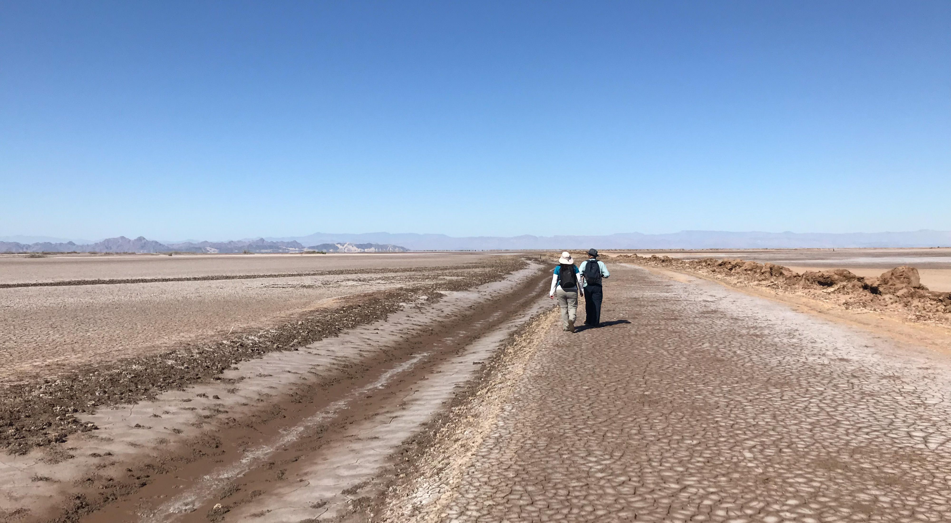 Two Sonoran Institute scientists walk next to a dredged channel along the estuary that provides a path for tidal water to escape back to the ocean.