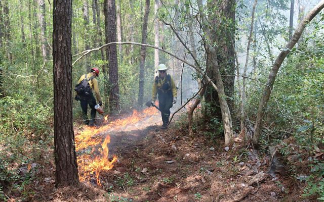 Two fire professionals monitor a fire line as the low intensity fire burns along the forest floor.