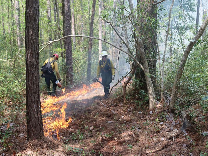 Two fire professionals monitor a fire line as the low intensity fire burns along the forest floor.