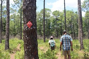 Hikers walking on a trial.