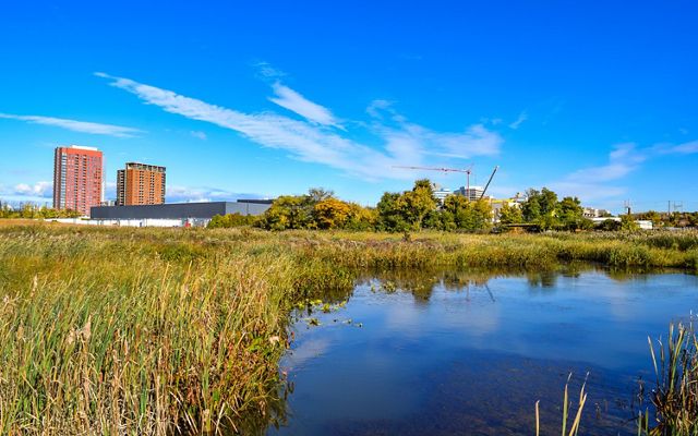 A body of water sits to the right of the frame surrounded by tall green and brown grasses. In the distance there is a city skyline and a bright blue sky outstretched.