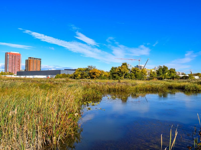 A urban wetlands area. Tall grasses grow along the edge of a small pond. Tall apartment building rise in the background.