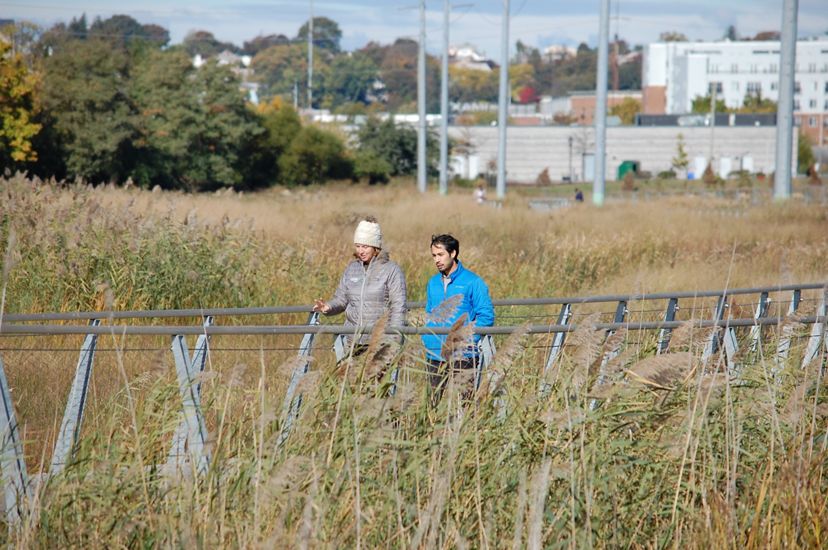 Two people walk on a boardwalk through tall green and brown grasses.