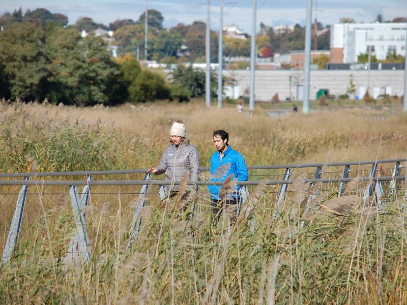 Two people walk on a boardwalk through tall green and brown grasses.