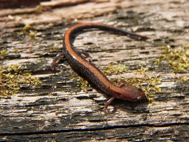 The rare southern red-backed salamander calls the West Gulf Coastal Plain home.