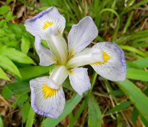 A blue and yellow flower emerges from green foliage.