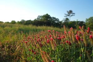 Delicate pink flowers reach for the sun in a large, grassy field.