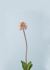 Diamondleaf Saxifrage