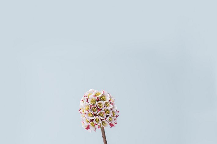 Diamondleaf Saxifrage