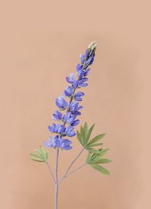 Silvery Lupine