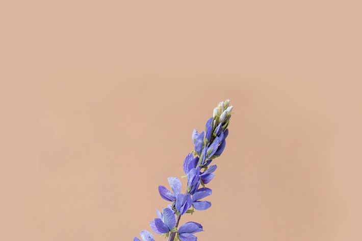 Silvery Lupine