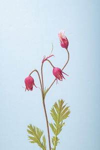 Prairie Smoke