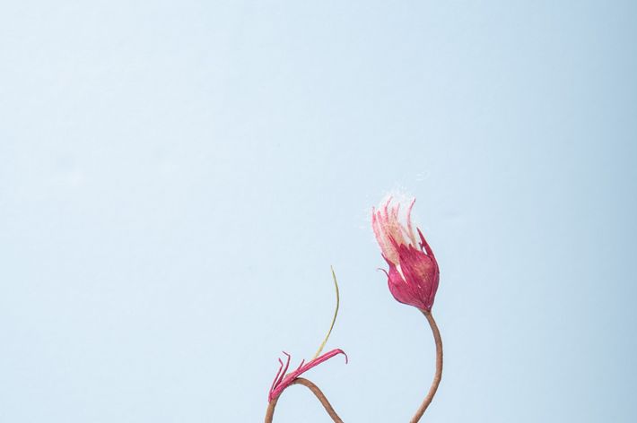 Prairie Smoke
