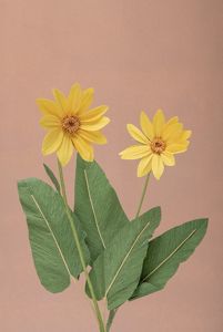 Arrowleaf Balsamroot
