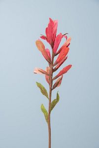 Scarlet Paintbrush