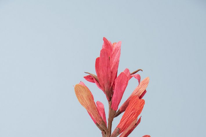 Scarlet Paintbrush