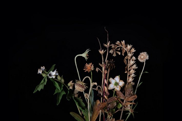 Flowers fade at the end of blooming season.